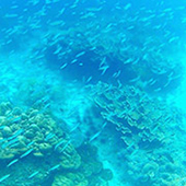 Hatyai Snorkeling Tour