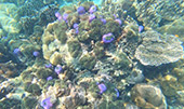 Hatyai Snorkeling Tour