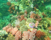 Hatyai Snorkeling Tour