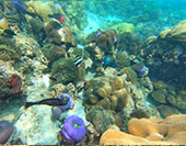 Hatyai Snorkeling Tour