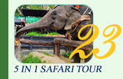 5 In 1 Safari Tour Morning Time
